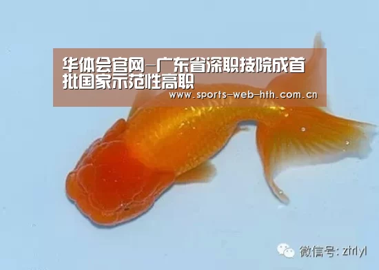 华体会官网-广东省深职技院成首批国家示范性高职(图1) hth平台